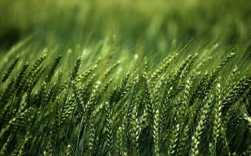 Аналитика цен на зерновые и масличные по состоянию на 3 ноября