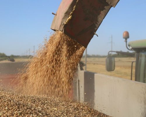 ФАО изменило прогнозы по производству зерновых