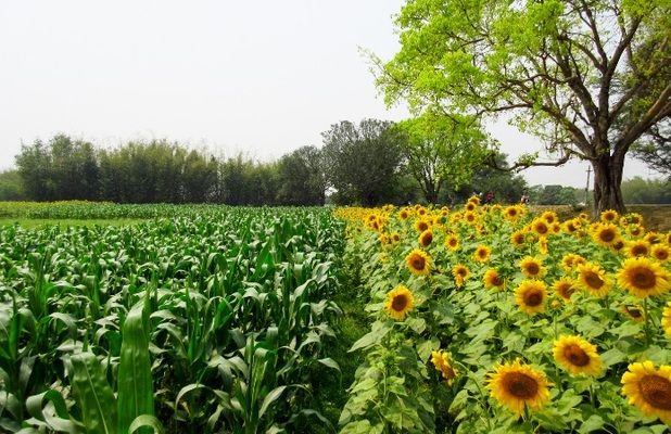 HarvEast та MAS Seeds поглиблюють відносини у виробництві гібридів