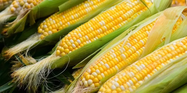 В Беларуси почти убрали кукурузу