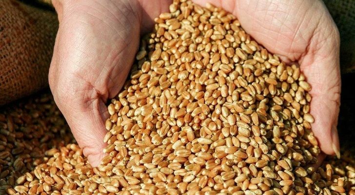Эксперты USDA изменили прогноз производства пшеницы в мире