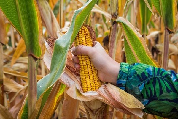 У Бразилії знижуються ціни на кукурудзу