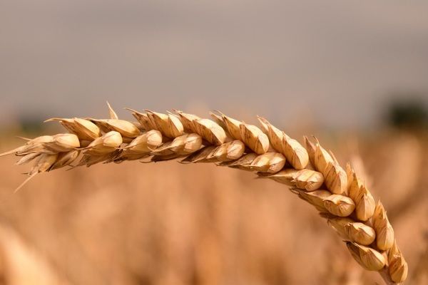 Аналітика цін на зернові та олійні станом на 12 листопада