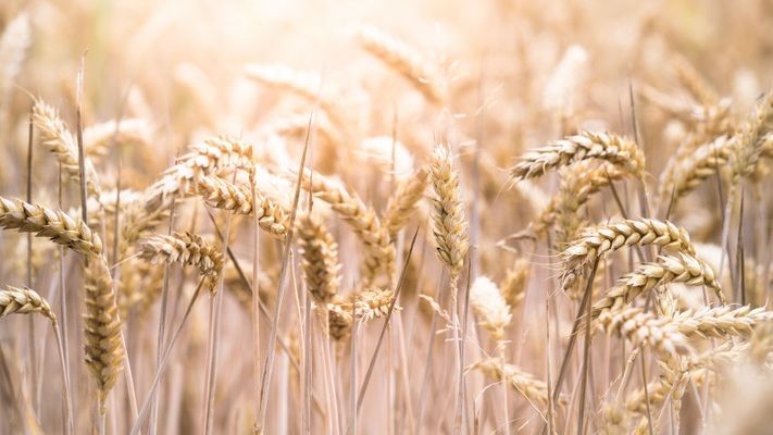 Пшеничные фьючерсы в ЕС составили максимум за 13 лет