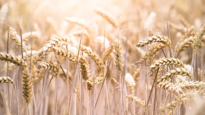 Пшеничные фьючерсы в ЕС составили максимум за 13 лет
