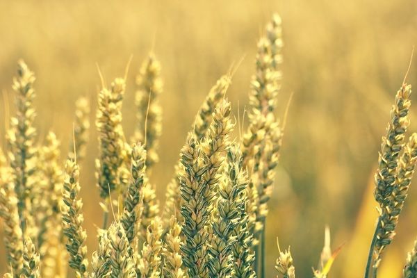 Аналитика цен на зерновые и масличные по состоянию на 16 ноября