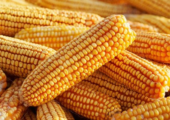 Китай планує виробляти ГМ-кукурудзу