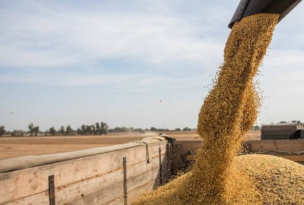 Обмежувати експорт української пшениці поки не будуть - міністр