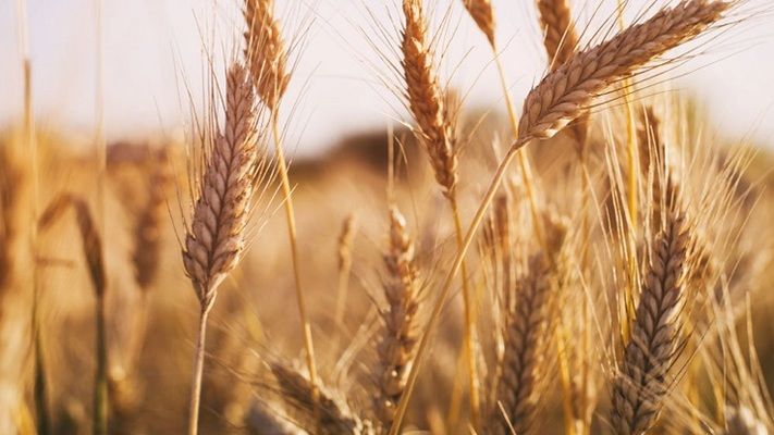 Аналитика цен на зерновые и масличные по состоянию на 22 ноября