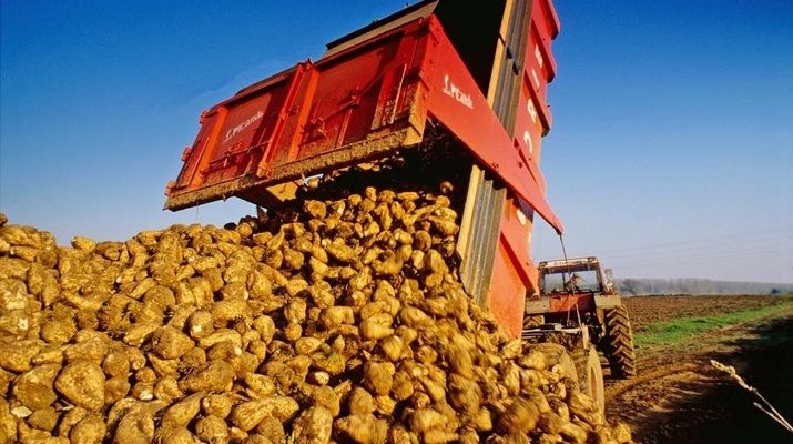 «Астарта» собрала 1,6 млн тонн сахарной свеклы