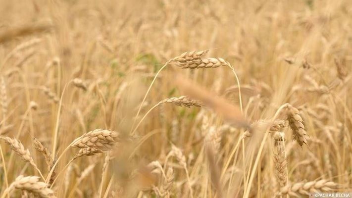 Украинская агропромышленная компания поставила большую партию пшеницы в Саудовскую Аравию