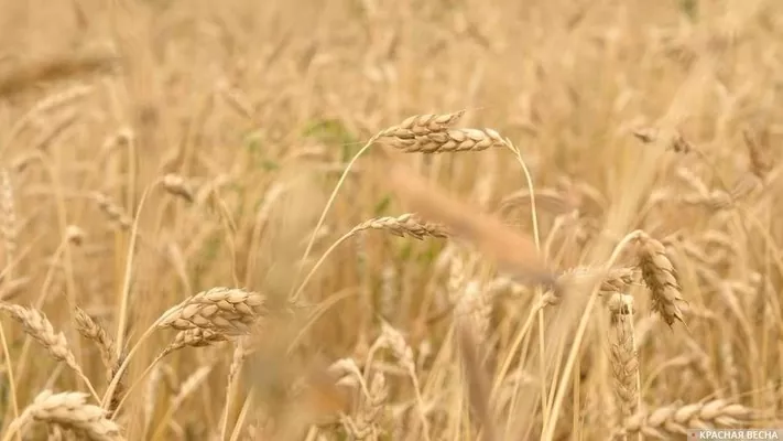 Українська агропромислова компанія поставиал велику партію пшениці до Саудівської Аравії