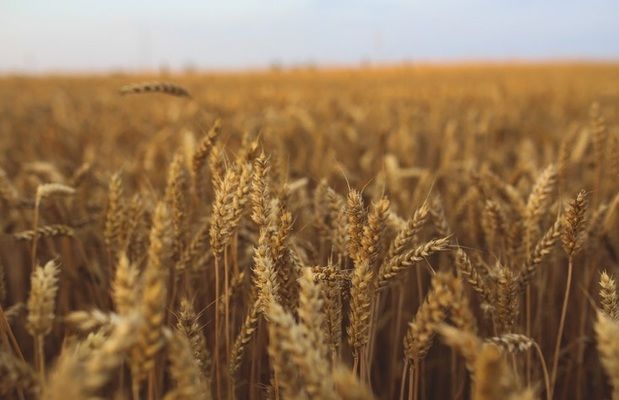 Англія збільшила площі під пшеницею