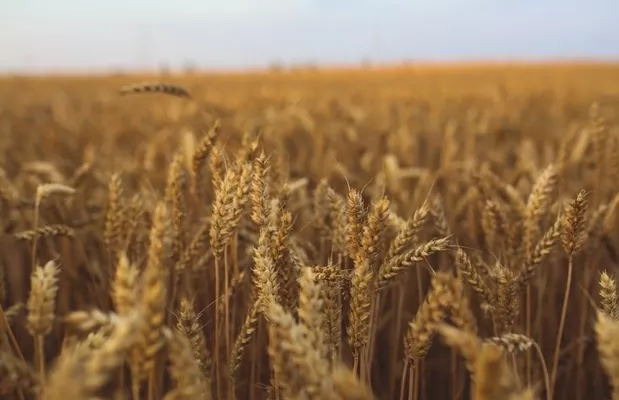 Англия увеличила площади под пшеницей