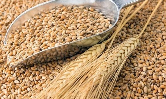 Цены на пшеницу в Черноморском регионе активно растут