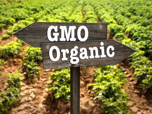 Завдяки вирощуванню ГМО-культур покращилася економіка та здоров'я населення - вчені