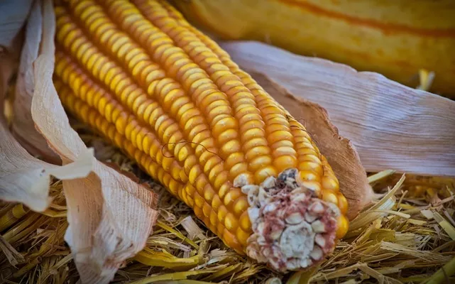 У Мінагрополітики прогнозують рекордний урожай кукурудзи