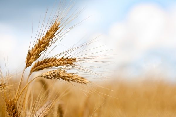Аналітика цін на зернові та олійні станом на 1 грудня