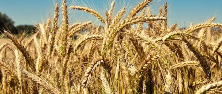 В каком состоянии сейчас находится озимая пшеница