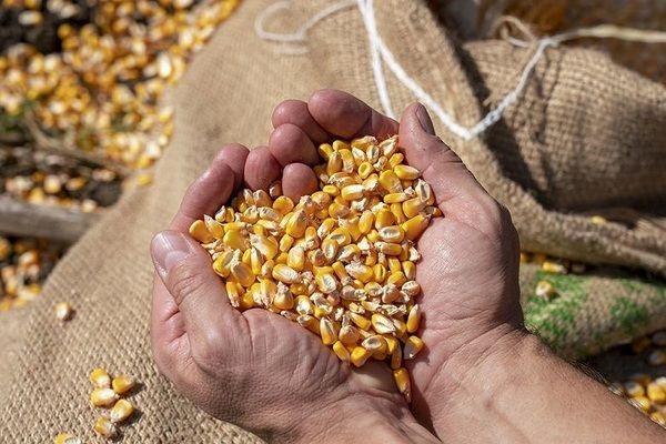 У Бразилії майже досіяли кукурудзу
