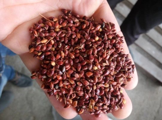 Україна збільшила експорт насіння