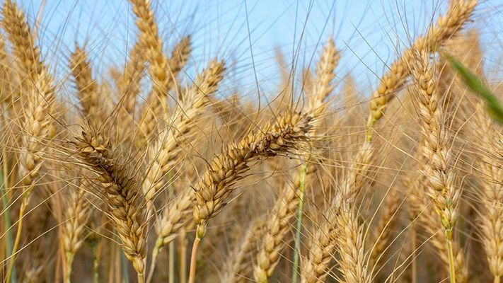 Єгипет закупив 120 тис. тонн пшениці з України
