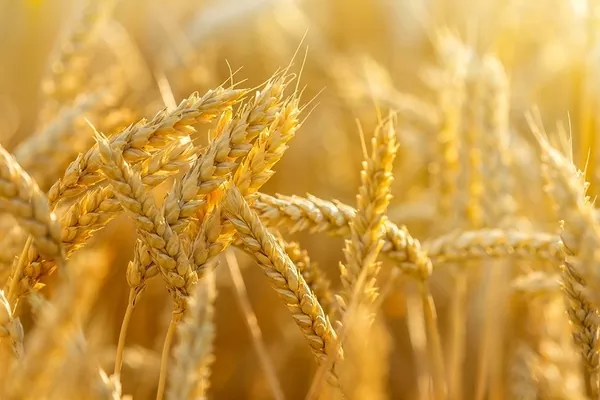 Производство австралийской пшеницы в будущем будет иметь негативную динамику