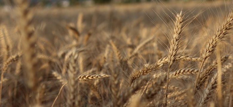 Прогноз производства пшеницы в ЕС в 2021/22 МГ повысили до 134 млн тонн