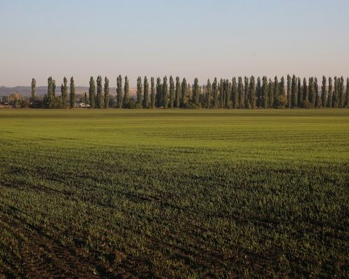 Осадки по всей территории Украины улучшили состояние посевов