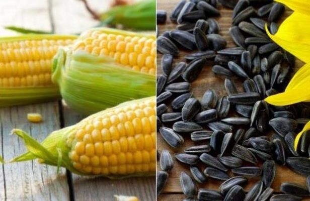 В Україні збільшили площі посівів соняшника та кукурудзи