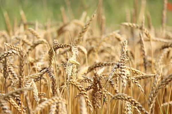 Україна цьогоріч експортувала майже 15 млн тонн пшениці