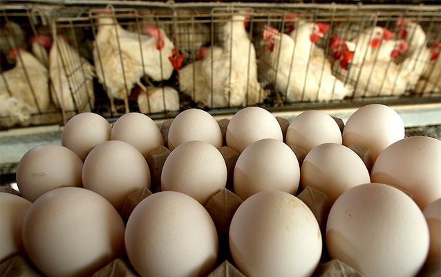 В Беларуси вырос экспорт сельхозпродукции