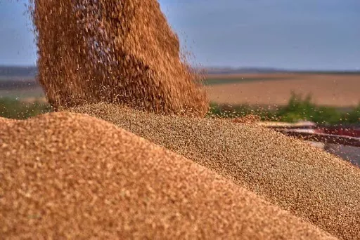 Аналитика цен на зерновые и масличные по состоянию на 13 декабря