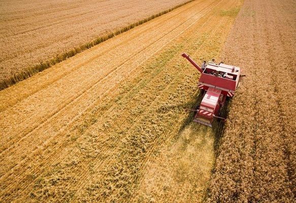 Валовий збір зерна в Україні становив 84 млн тонн