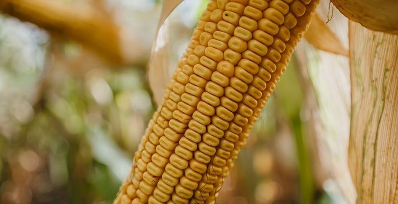 Урожай кукурузы в Украине вырос на 4,2 млн. тонн