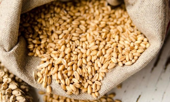 Україна з початку місяця експортувала понад 2 млн тонн зерна