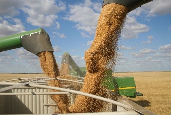 Туреччина оголосила тендер на імпорт пшениці