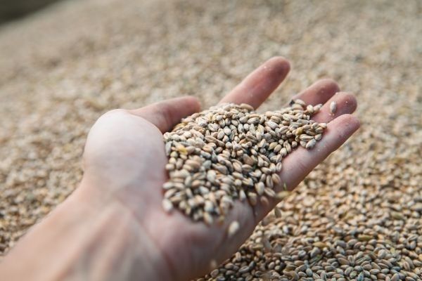 У Казахстані на 1,6 млн. тонн зменшилися запаси зерна