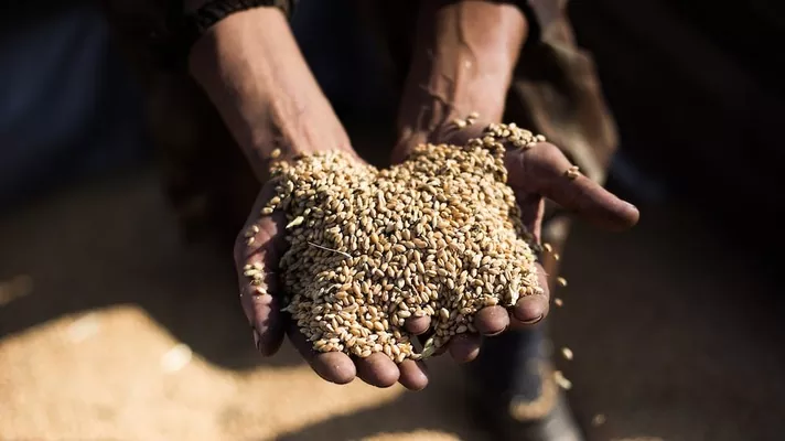 Аналітика цін на зернові та олійні станом на 16 грудня