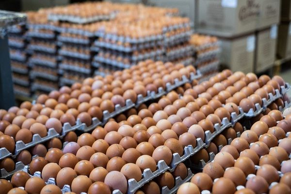 В Україні виробництво яєць зменшилось майже на 14%
