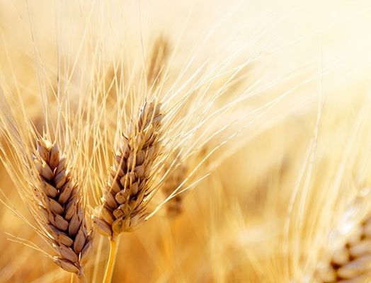 Аналитика цен на зерновые и масличные по состоянию на 20 декабря