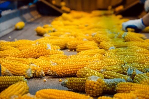Эксперты опять сократили прогноз урожая кукурузы в Бразилии