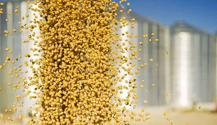 Аналитика цен на зерновые и масличные по состоянию на 24 декабря