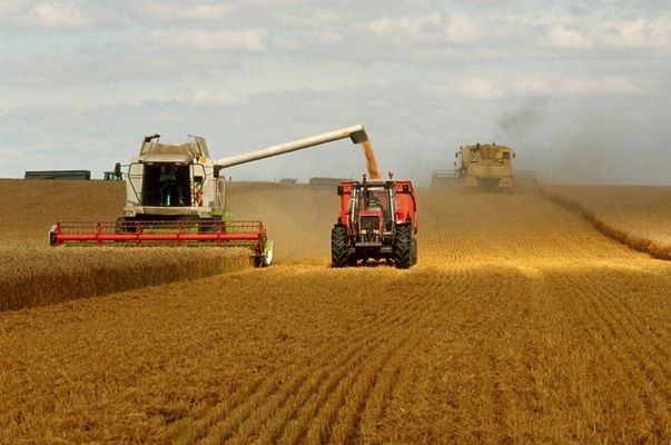 В Аргентині підвищили прогноз виробництва пшениці