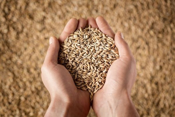 Аналитика цен на зерновые и масличные по состоянию на 3 января