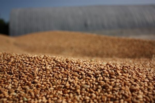 Китай закупив 69% світових запасів кукурудзи