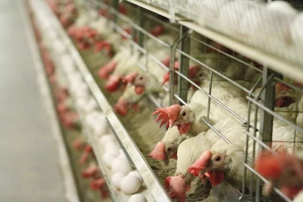 Подорожание газа ставит на грань выживания украинские птицефабрики