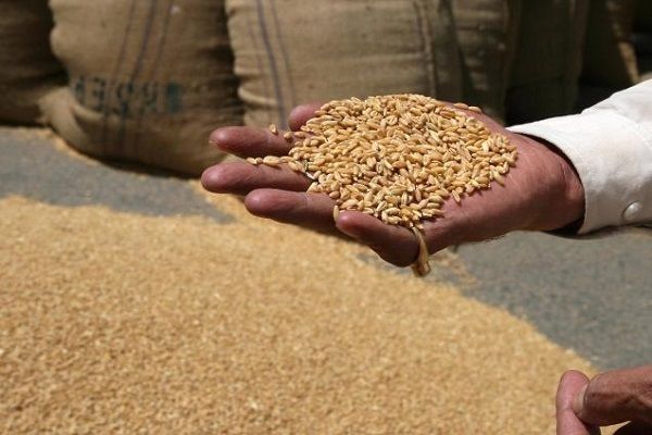 Туреччина оголосила тендер на імпорт пшениці