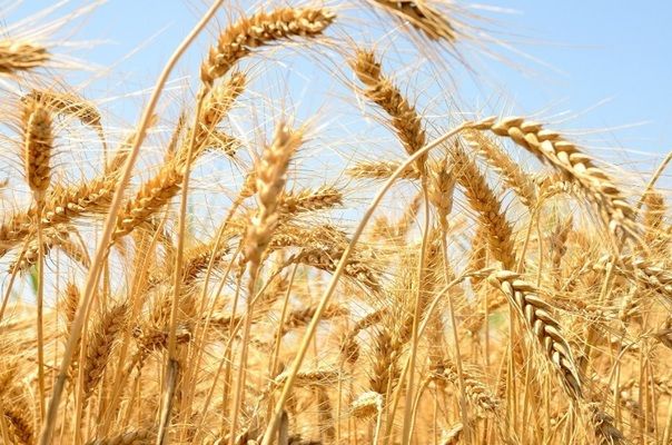 Аналитика цен на зерновые и масличные по состоянию на 13 января