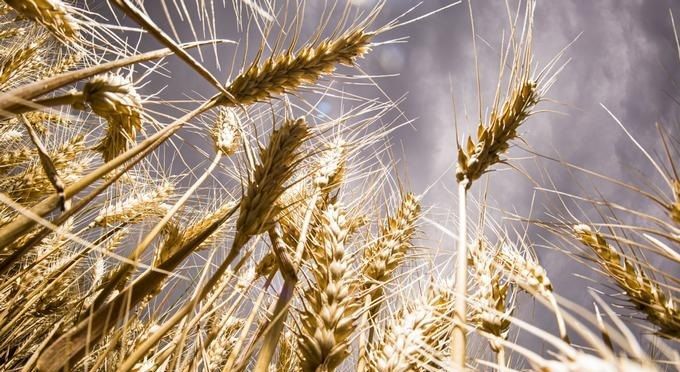 Україна експортувала понад 33 млн тонн зерна
